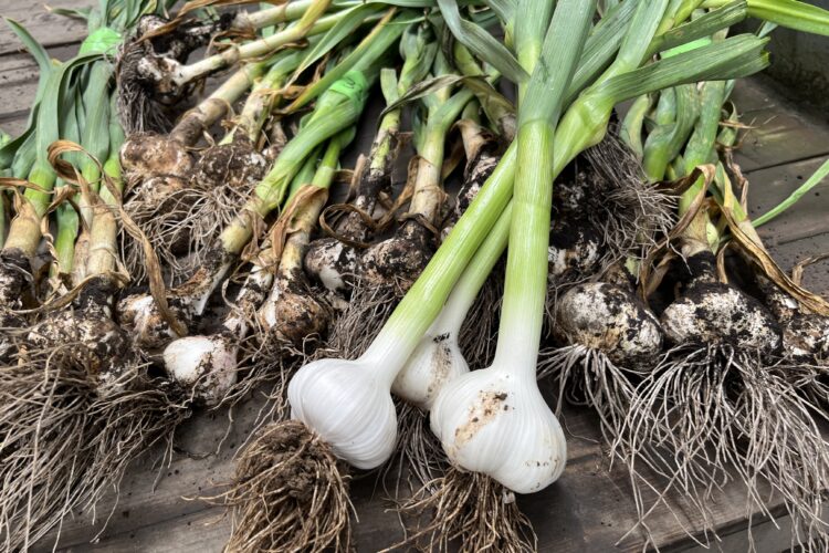 にんにく苗 12苗 抜き苗 ニンニク 有機肥料栽培 にんにく苗 12苗 抜き苗 ニンニク 有機肥料栽培 - メルカリ