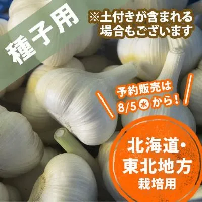 ホワイト六片 | 農業生産法人株式会社よしだや 青森県産にんにく栽培・通販