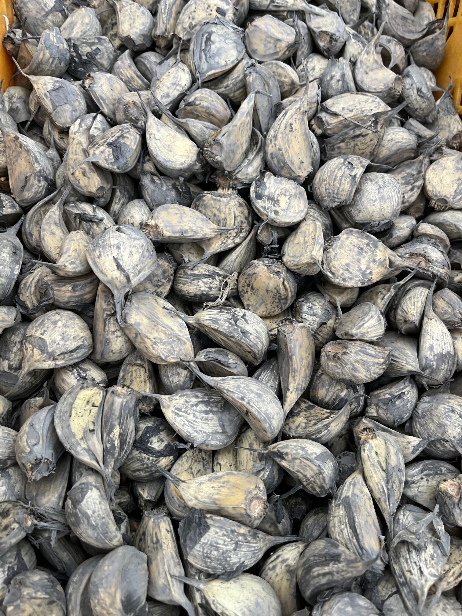 大特価！】青森県産福地ホワイト小粒にんにく消毒済み種子1kg＝1,980円